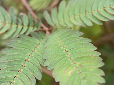 Putri Malu ya da Mimosa pudica L, baklagil kabilesine ait kısa bir çalıdır. Yaprakları sayesinde kolayca tanınır..