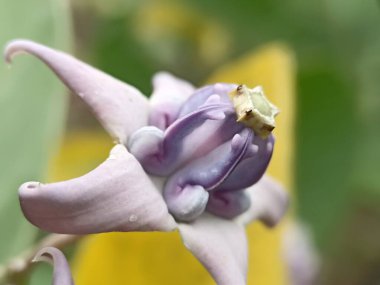 Latince adı Calotropis gigantea olan Biduri veya Widuri çiçekleri. Vahşi çalılar.