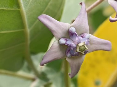 Latince adı Calotropis gigantea olan Biduri veya Widuri çiçekleri. Vahşi çalılar.