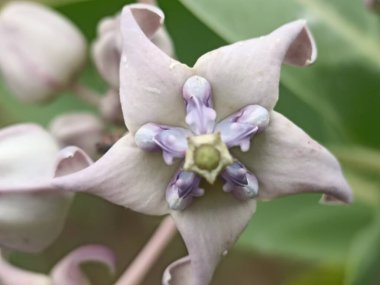 Latince adı Calotropis gigantea olan Biduri veya Widuri çiçekleri. Vahşi çalılar.