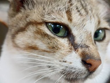 Kedi yüzünü kapat. Önden bir kedinin kafasının makro fotoğrafı.