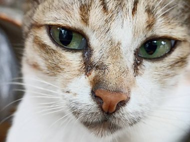 Kedi yüzünü kapat. Önden bir kedinin kafasının makro fotoğrafı.