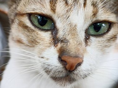 Kedi yüzünü kapat. Önden bir kedinin kafasının makro fotoğrafı.