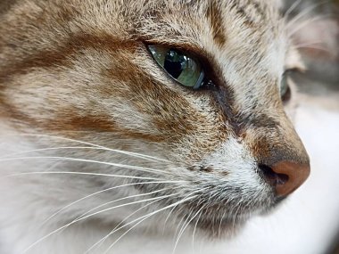 Kedi yüzünü kapat. Önden bir kedinin kafasının makro fotoğrafı.