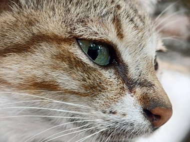 Kedi yüzünü kapat. Önden bir kedinin kafasının makro fotoğrafı.