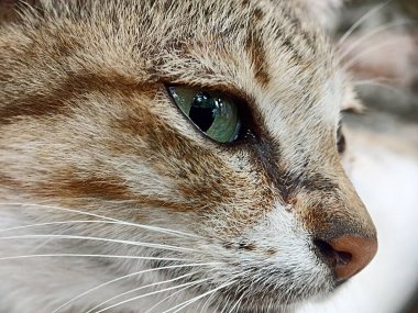 Kedi yüzünü kapat. Önden bir kedinin kafasının makro fotoğrafı.