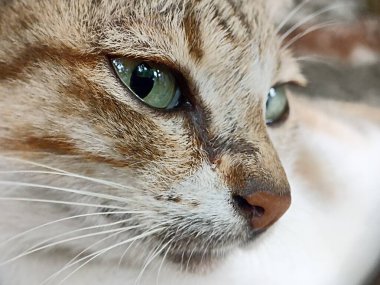 Kedi yüzünü kapat. Önden bir kedinin kafasının makro fotoğrafı.