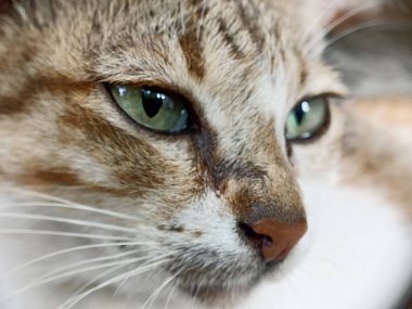 Kedi yüzünü kapat. Önden bir kedinin kafasının makro fotoğrafı.
