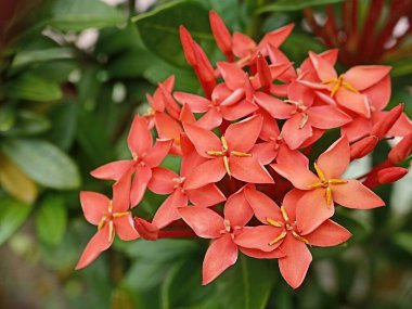 Ixora chinensis.Soka Çiçeği, Ixora coccinea, Orman sardunyası, Ormanın Alevi, Rubiaceae familyasından bir bitki türü.