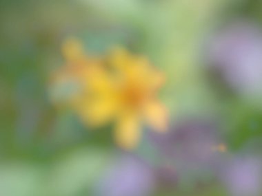 Mor ve sarı gradyanlı yeşil yaprak ağacı fotoğrafının bulanık arkaplanı