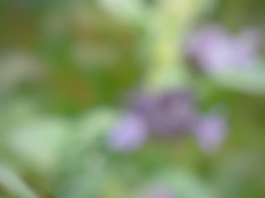 Mor gradyanlı yaprak ağacı fotoğrafının bulanık arkaplanı