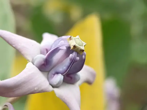 Latince adı Calotropis gigantea olan Biduri veya Widuri çiçekleri. Vahşi çalılar.