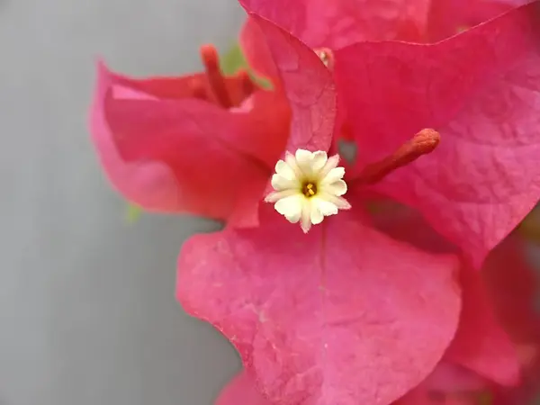 Kırmızı bougainvillea çiçeğinin makro fotoğrafı. Pistil 'i kapat. Yaklaş.