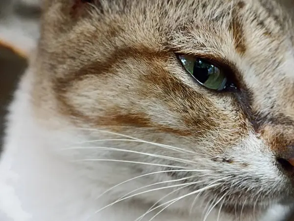 Kedi yüzünü kapat. Önden bir kedinin kafasının makro fotoğrafı.