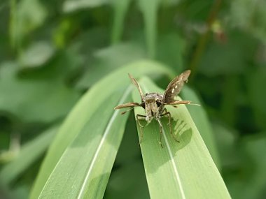Hesperiidae ailesinden benekli bir hayvan. Basit bir kelebek.