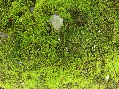 Kayaların arasında yeşil yosun