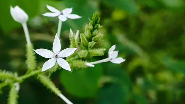 Encok Flower Bush Bitkisi ya da White Ceraka. Çiçek Latince adı Plumbago zeylanica ile açar.