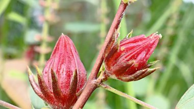 Rosella çiçeği mi yoksa Hibiscus Sabdrariffah mı? Rosella Bitkisi. Rosella çiçekleri ve yaprakları genellikle bitkisel çaya dönüştürülür..
