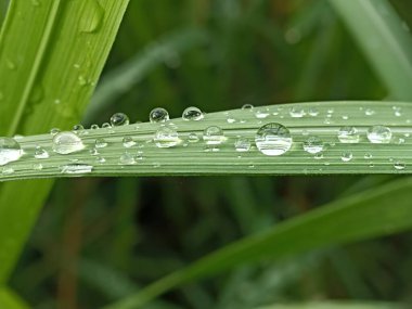 Su yeşil çimenlere damlıyor. Yaprağın üzerindeki su damlacıklarının makro fotoğrafı.