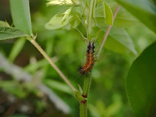 stock image Woolly caterpillars on plant stems. Woolly caterpillars or with the Latin name Malacosoma americanum