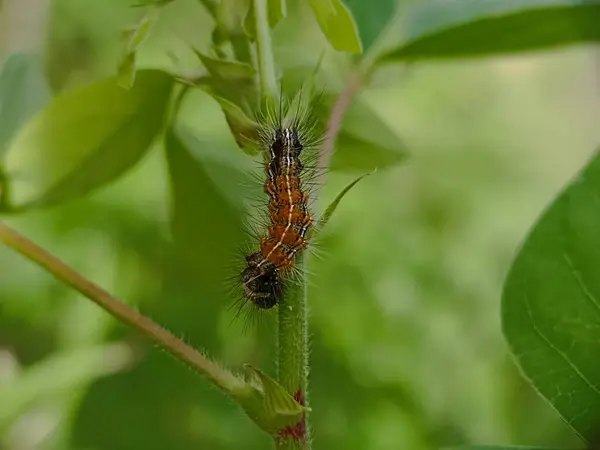 stock image Woolly caterpillars on plant stems. Woolly caterpillars or with the Latin name Malacosoma americanum