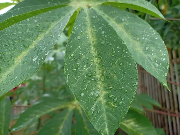 Cassava yapraklarının doğal fotoğrafı.