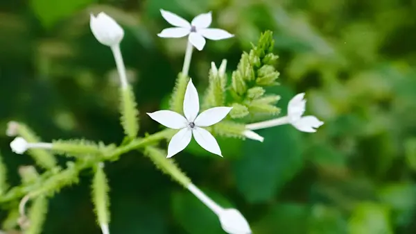 Encok Flower Bush Bitkisi ya da White Ceraka. Çiçek Latince adı Plumbago zeylanica ile açar.