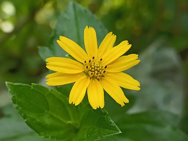 Stock image Yellow flowers bloom with the name Melampodium divaricatum. Melampodium divaricatum flower background