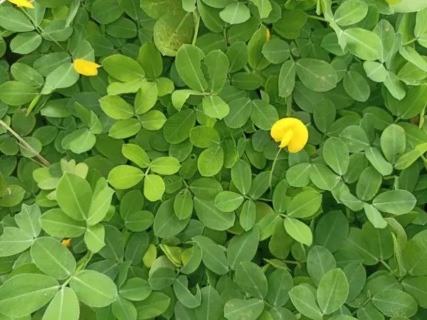 Arachis pintoi toprağın yüzeyini kaplayan bir süs bitkisidir. Bu bitki tropikal bir bitkidir ve küçük sarı çiçekleri vardır..