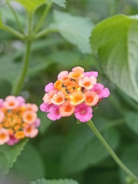 Lantana çiçek (büyük adaçayı, yaban adaçayı, kırmızı-adaçayı, beyaz-adaçayı veya Lantana camara L.) yakından Güzel küçük çiçek ve yeşil yaprakları.