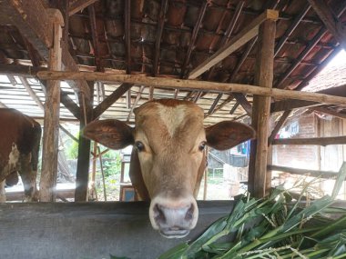 İnek Kafa. İneğin başına yakın plan, burun, ağız ve gözler gibi..