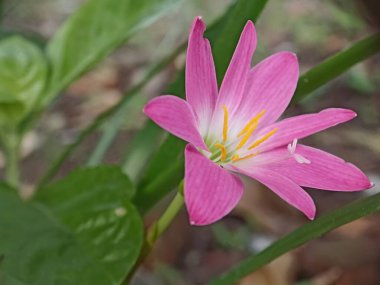 Bahçedeki Zephyranthes pembe çiçekleri. Yağmur Lily bahçede güzel çiçek açıyor, güzel parlak çiçekler yakın plan, pembe zephyranthes zambak seçilmiş odak.