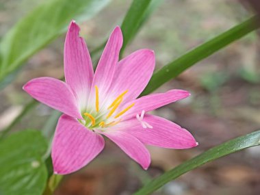 Bahçedeki Zephyranthes pembe çiçekleri. Yağmur Lily bahçede güzel çiçek açıyor, güzel parlak çiçekler yakın plan, pembe zephyranthes zambak seçilmiş odak.