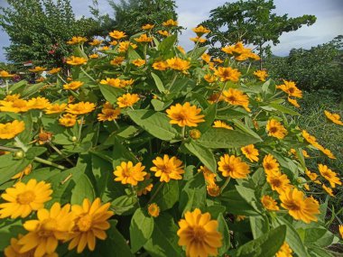 Sarı çiçekler Melampodium divaricatum adıyla çiçek açar. Melampodium divaricatum çiçek arkaplanı