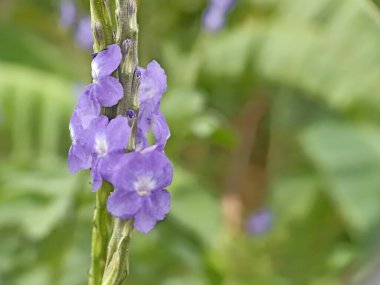 Stachytarpheta cayennensis or blue rat tail, blue snakeweed is a shrub and belongs to the Verbenaceae family. This plant has dark purple-lavender flowers with a pale center and only blooms in 1 day clipart