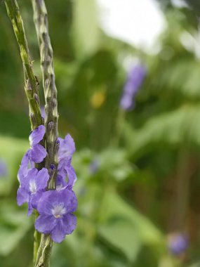 Stachytarpheta cayennensis veya mavi fare kuyruğu, mavi yılan otu bir çalıdır ve Verbenaceae ailesine aittir. Bu bitkinin soluk merkezli koyu mor lavanta çiçekleri var ve sadece 1 günde çiçek açıyor.
