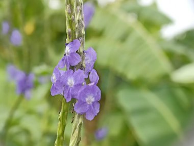 Stachytarpheta cayennensis veya mavi fare kuyruğu, mavi yılan otu bir çalıdır ve Verbenaceae ailesine aittir. Bu bitkinin soluk merkezli koyu mor lavanta çiçekleri var ve sadece 1 günde çiçek açıyor.