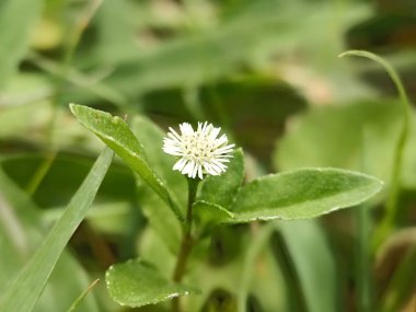 Eclipta prostrata (Sahte papatya, Beyaz kafa, Yerbadetail. Fotoğraf: Eclipta Alba, Eclipta Prostrata veya Sahte Papatya olarak da bilinen Bhringraj çiçekleri, yeşil arka planda, bitkisel bitkiler etkin