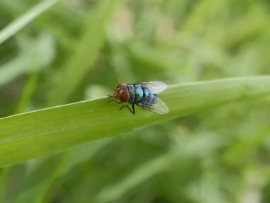 Bir sinek yeşil bir yaprağa kondu. Diptera