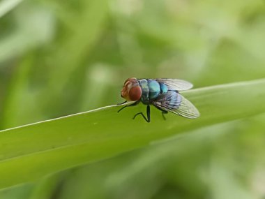 Bir sinek yeşil bir yaprağa kondu. Diptera