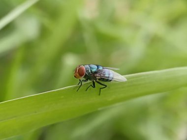 Bir sinek yeşil bir yaprağa kondu. Diptera