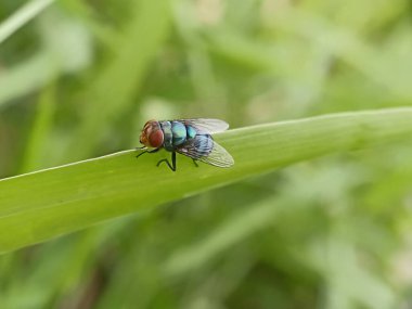 Bir sinek yeşil bir yaprağa kondu. Diptera