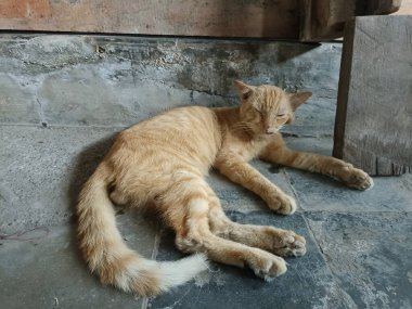 Portakal rengi bir kedi uyuyor.