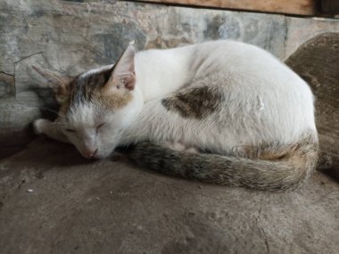 Beyaz bir kedi uyuyor.