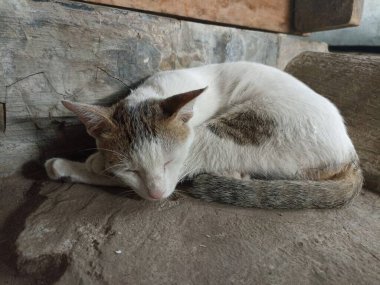 Beyaz bir kedi uyuyor.