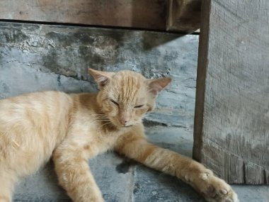 Portakal rengi bir kedi uyuyor.