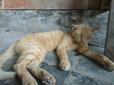 Portakal rengi bir kedi uyuyor.