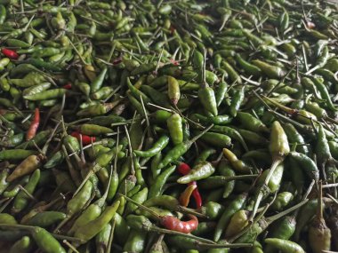 Yeşil arnavut biberi. Capsicum Yıllık Grubu 'Kuş Gözü'