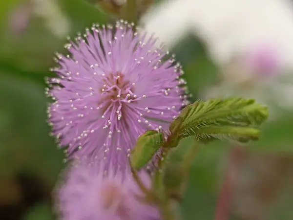 Mimosa Pudica 'nın çiçeği. Dokunma bana bitkisi ya da utanç bitkisi olarak bilinir. Bu bitki eşsiz alışkanlıklarıyla tanınır. Dokunulduğunda yapraklarını kapatır. Mimosa pudikası yabani otlar gibi kolayca bulunabilir..