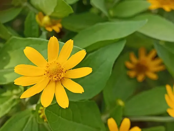 stock image Yellow flowers bloom with the name Melampodium divaricatum. Melampodium divaricatum flower background